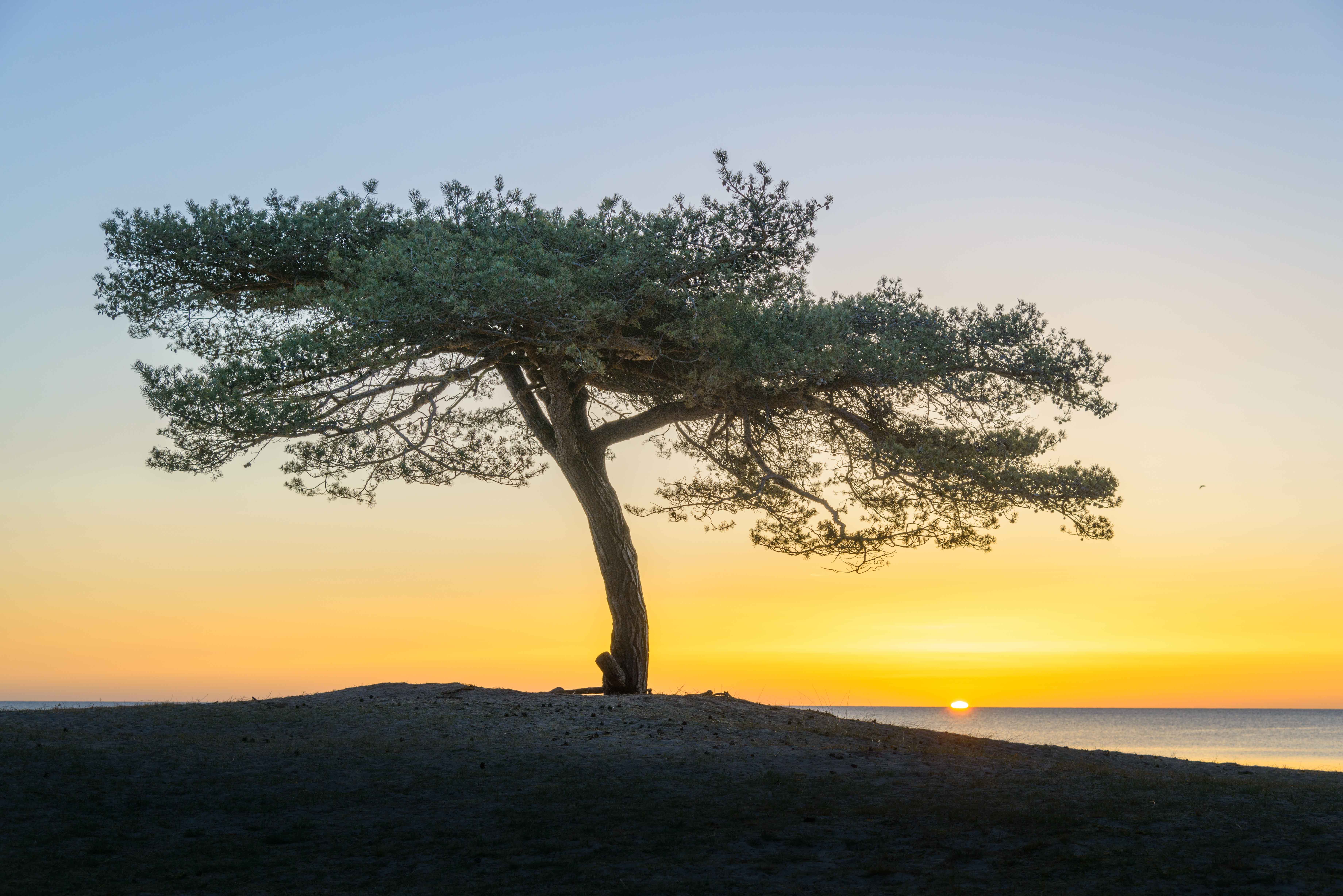 Lone tree at sunrise by the sea