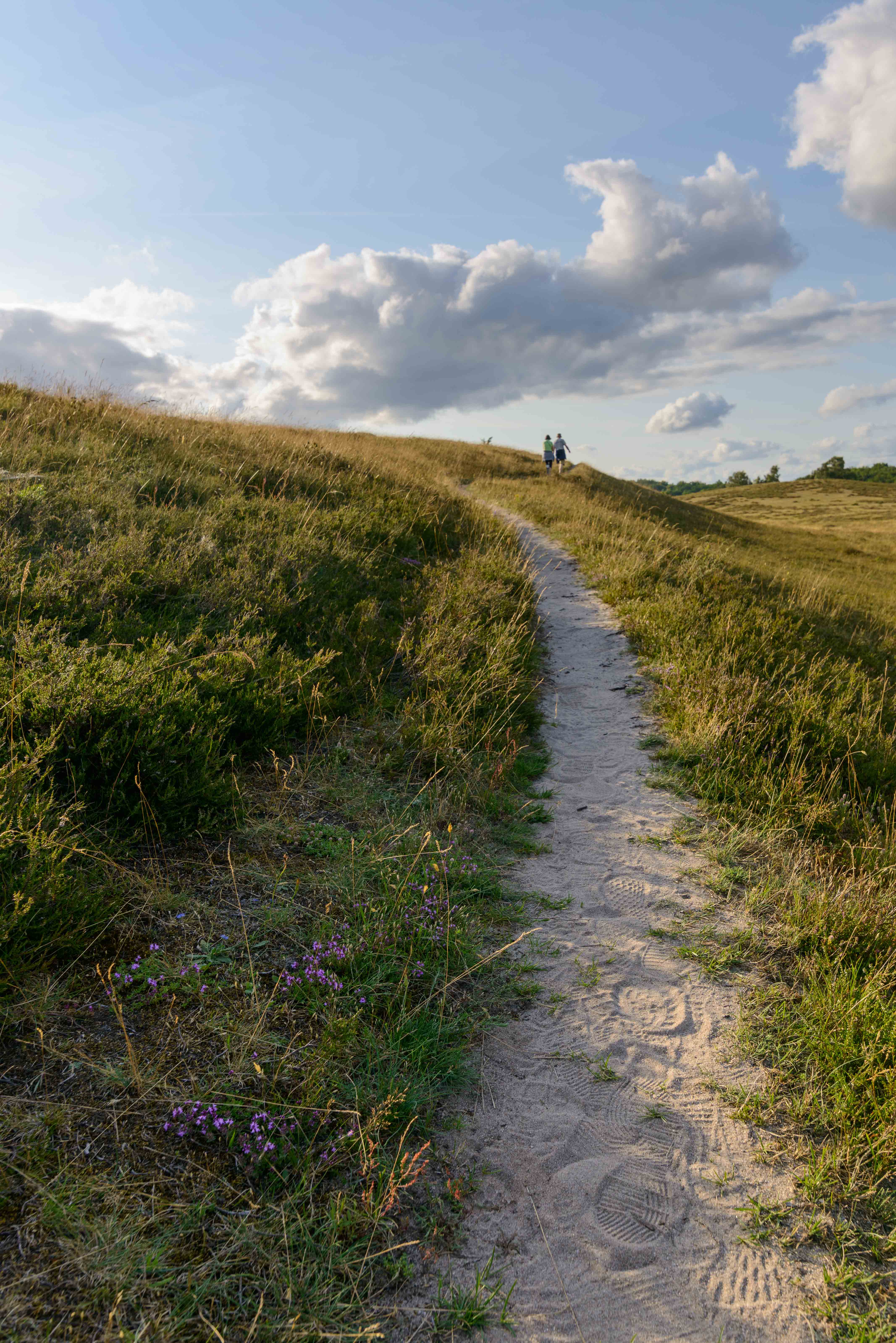 Trail in open fields